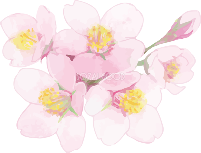 リアル綺麗な桜の枝イラスト 花と蕾飾り背景なし 透過 無料フリー83456 素材good