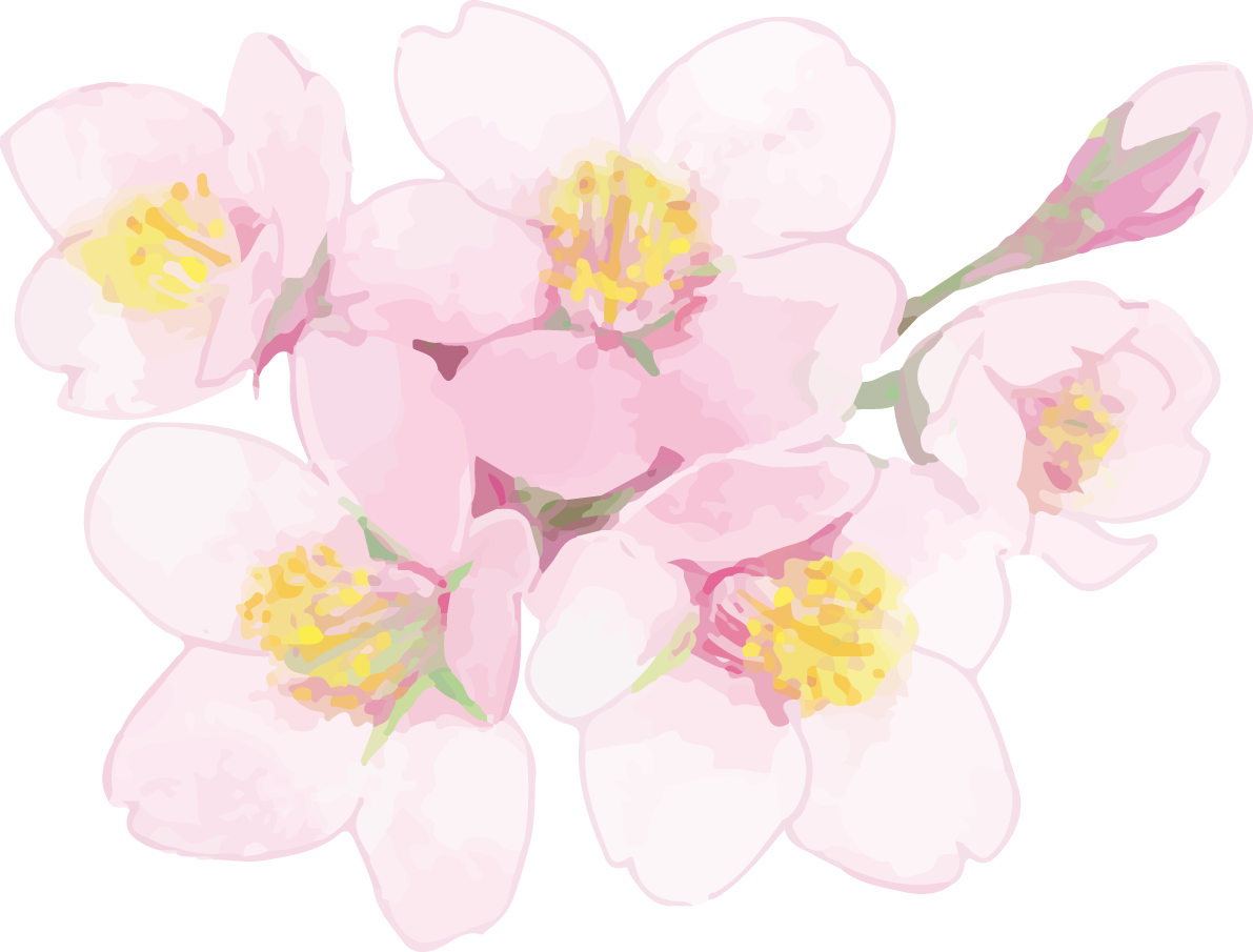 リアル綺麗な桜の枝イラスト 花と蕾飾り背景なし(透過)無料フリー83456に写真・文字を入れる