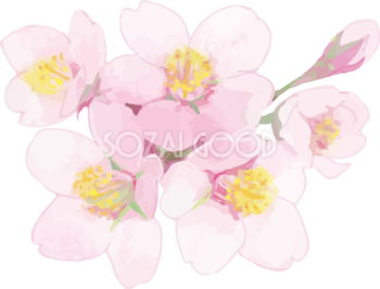 リアル綺麗な桜の枝イラスト 花と蕾飾り背景なし(透過)無料フリー83456