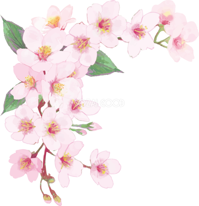 リアル綺麗な桜の枝イラスト 左上角用飾り背景なし 透過 無料フリー457 素材good