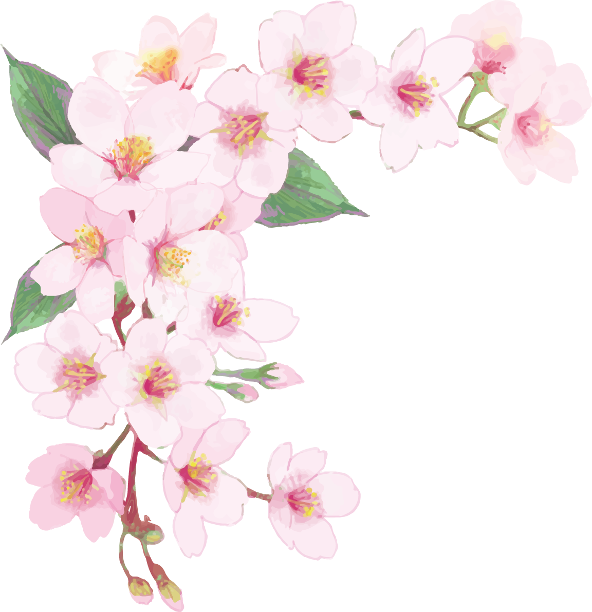 リアル綺麗な桜の枝イラスト 左上角用飾り背景なし(透過)無料フリー83457に写真・文字を入れる