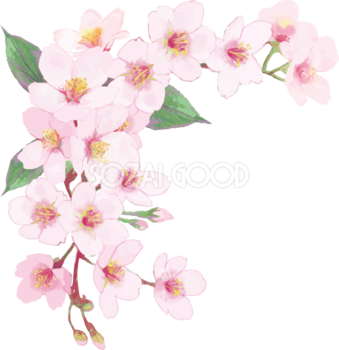 リアル綺麗な桜の枝イラスト 左上角用飾り背景なし(透過)無料フリー83457