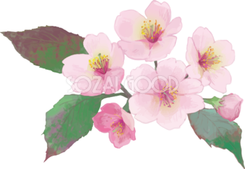 リアル綺麗な桜の枝イラスト 咲き終わりそうな飾り背景なし(透過)無料フリー83458
