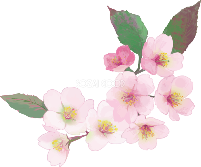 リアル綺麗な桜の枝イラスト 咲き終わり右下角用飾り背景なし 透過 無料フリー459 素材good