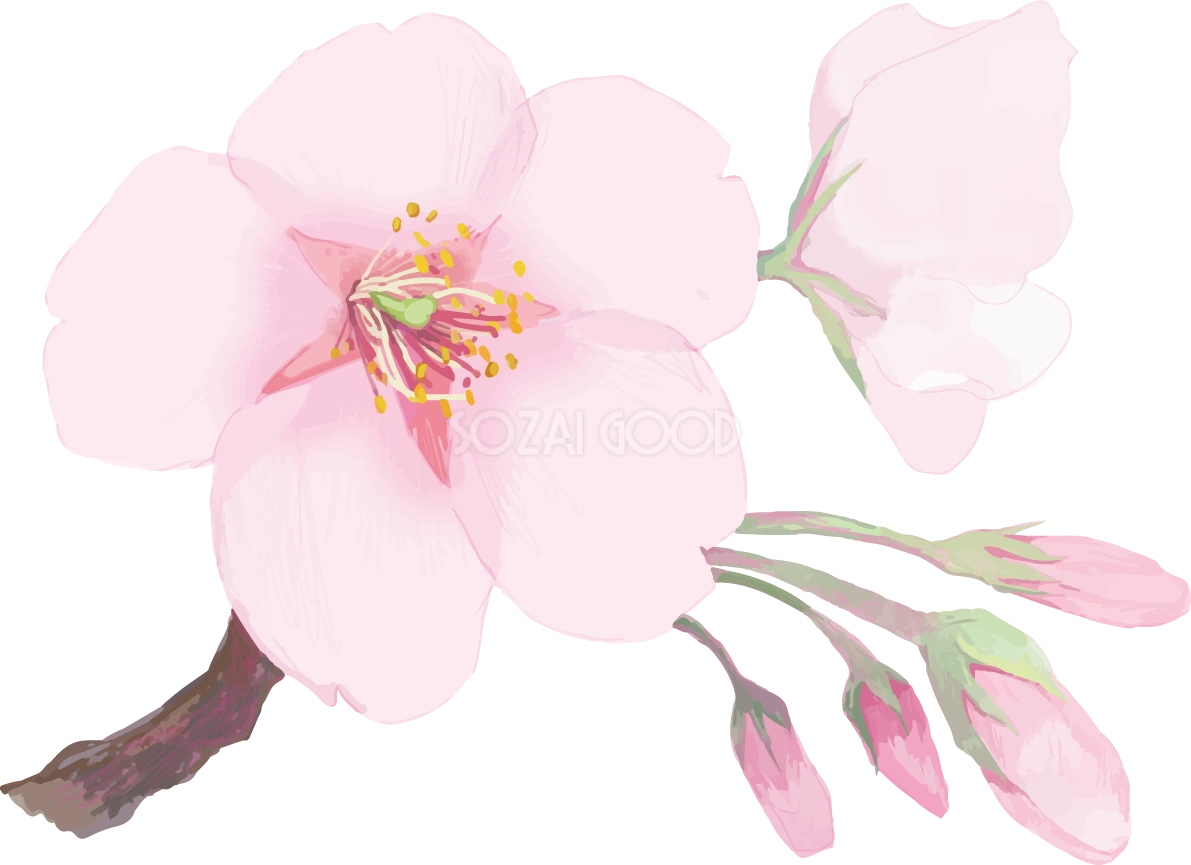 リアル綺麗な桜の枝イラスト開花後の蕾の飾り背景なし(透過)無料フリー83460