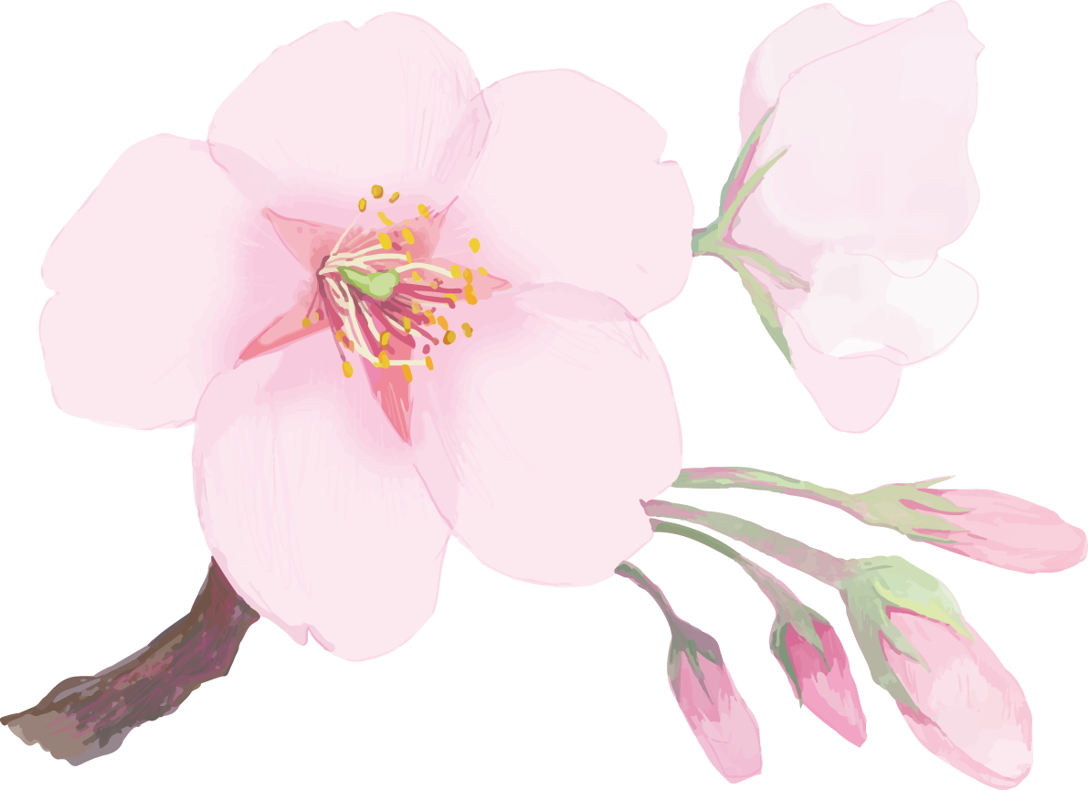 リアル綺麗な桜の枝イラスト開花後の蕾の飾り背景なし(透過)無料フリー83460に写真・文字を入れる
