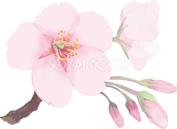 リアル綺麗な桜の枝イラスト開花後の蕾の飾り背景なし(透過)無料フリー83460