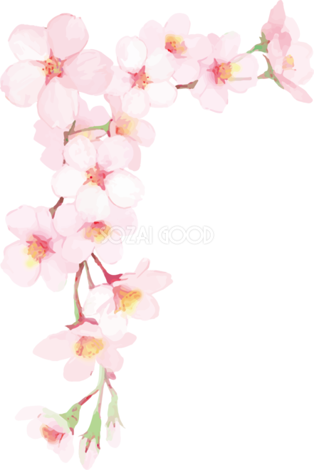 リアル綺麗な桜の枝イラスト 満開左上角用飾り背景なし 透過 無料フリー461 素材good