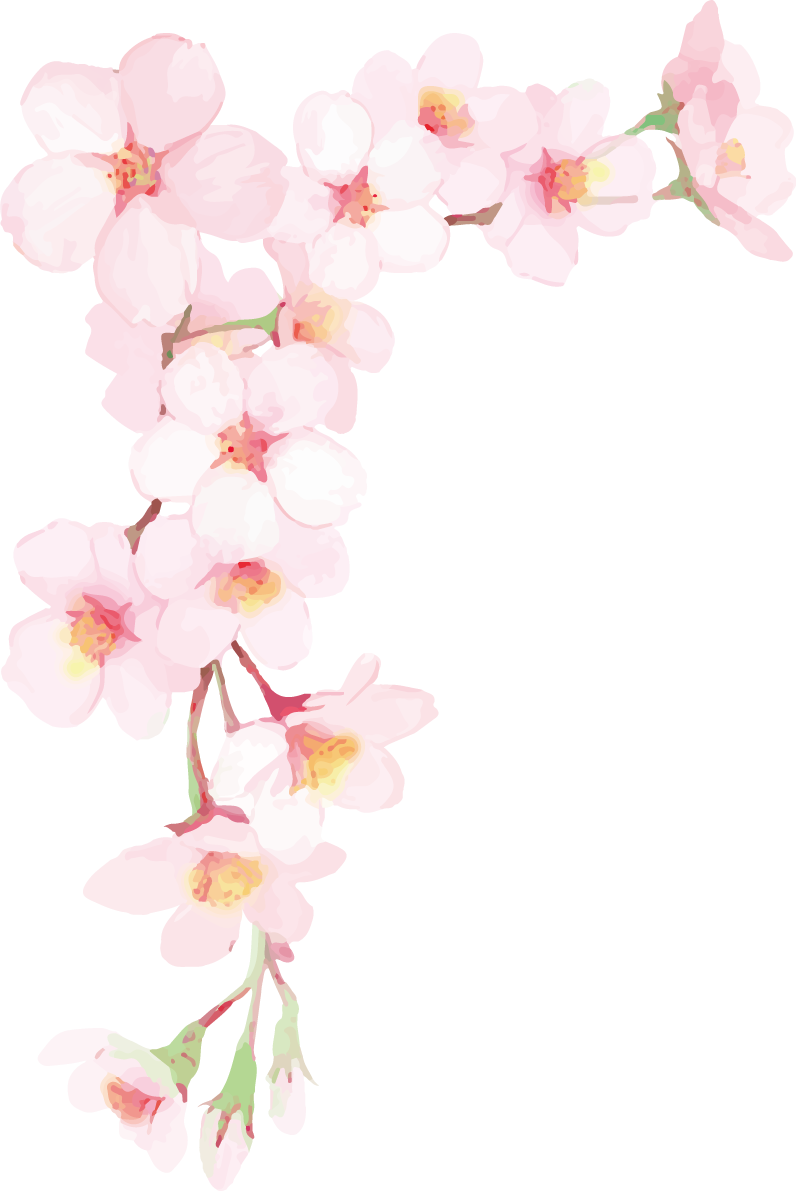 リアル綺麗な桜の枝イラスト 満開左上角用飾り背景なし(透過)無料フリー83461に写真・文字を入れる