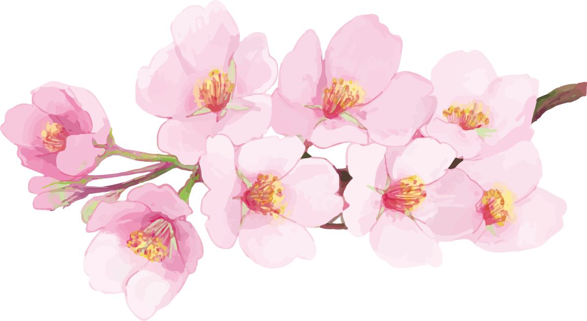 リアル綺麗な桜の枝イラスト 満開飾り背景なし(透過)無料フリー83462に写真・文字を入れる