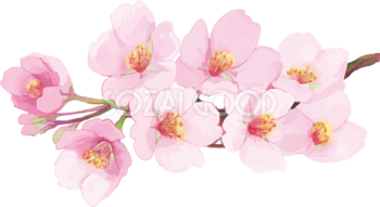 リアル綺麗な桜の枝イラスト 満開飾り背景なし(透過)無料フリー83462