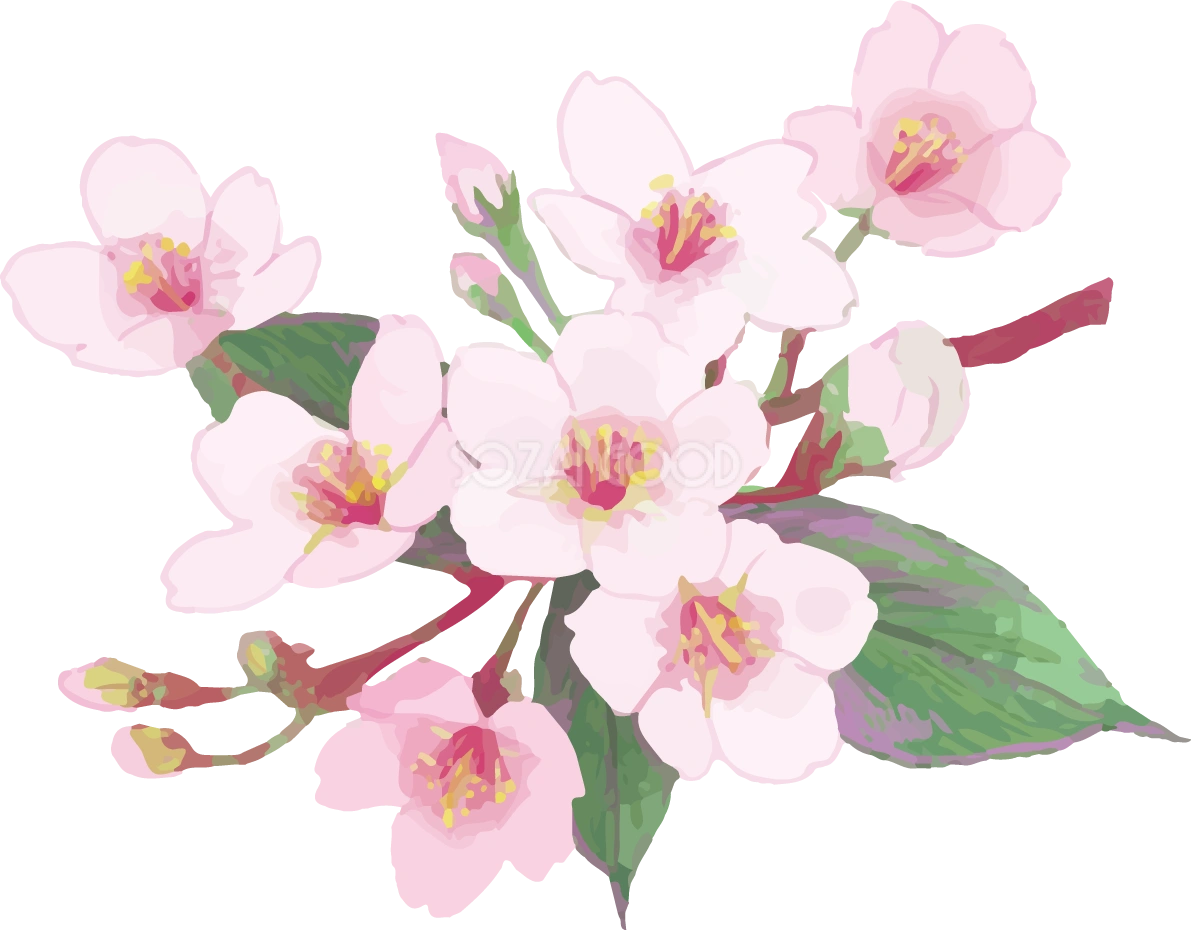 リアル綺麗な桜の枝イラスト 緑の葉多め飾り背景なし(透過)無料フリー83463
