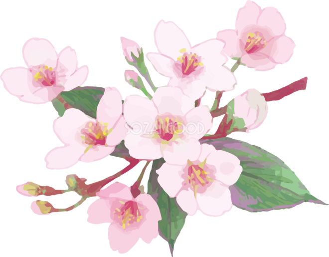 Ngagolak 桜 花びら イラスト リアル