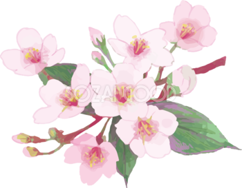 リアル綺麗な桜の枝イラスト 緑の葉多め飾り背景なし(透過)無料フリー83463