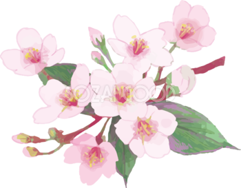 トップ100桜の枝 イラスト 美しい花の画像