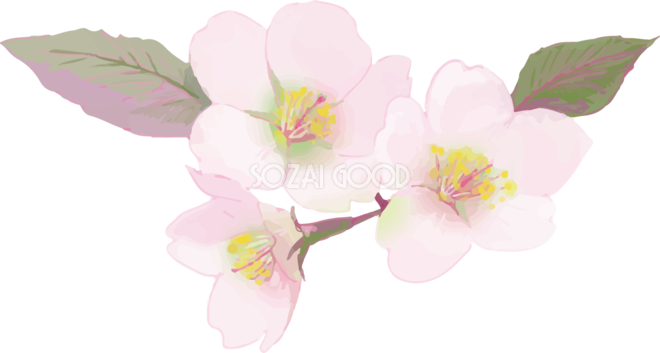 リアル綺麗な桜の枝イラスト 綺麗飾り背景なし 透過 無料フリー464 素材good