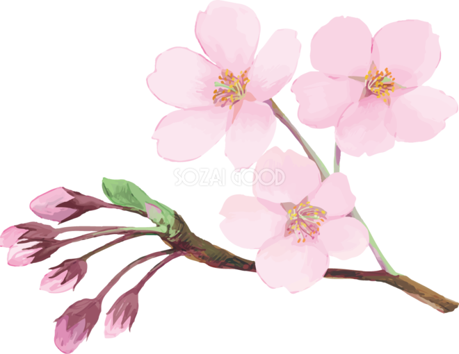 リアル綺麗な桜の枝イラスト 開花後の蕾と花飾り背景なし 透過 無料フリー465 素材good