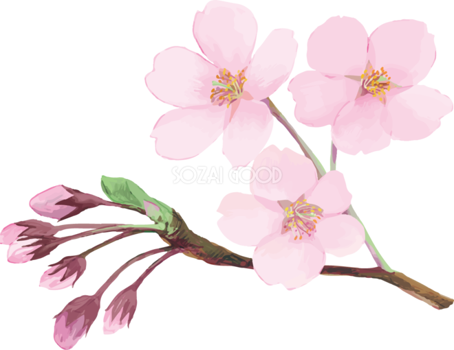 トップ100蕾 桜 つぼみ イラスト 動物ゾーン