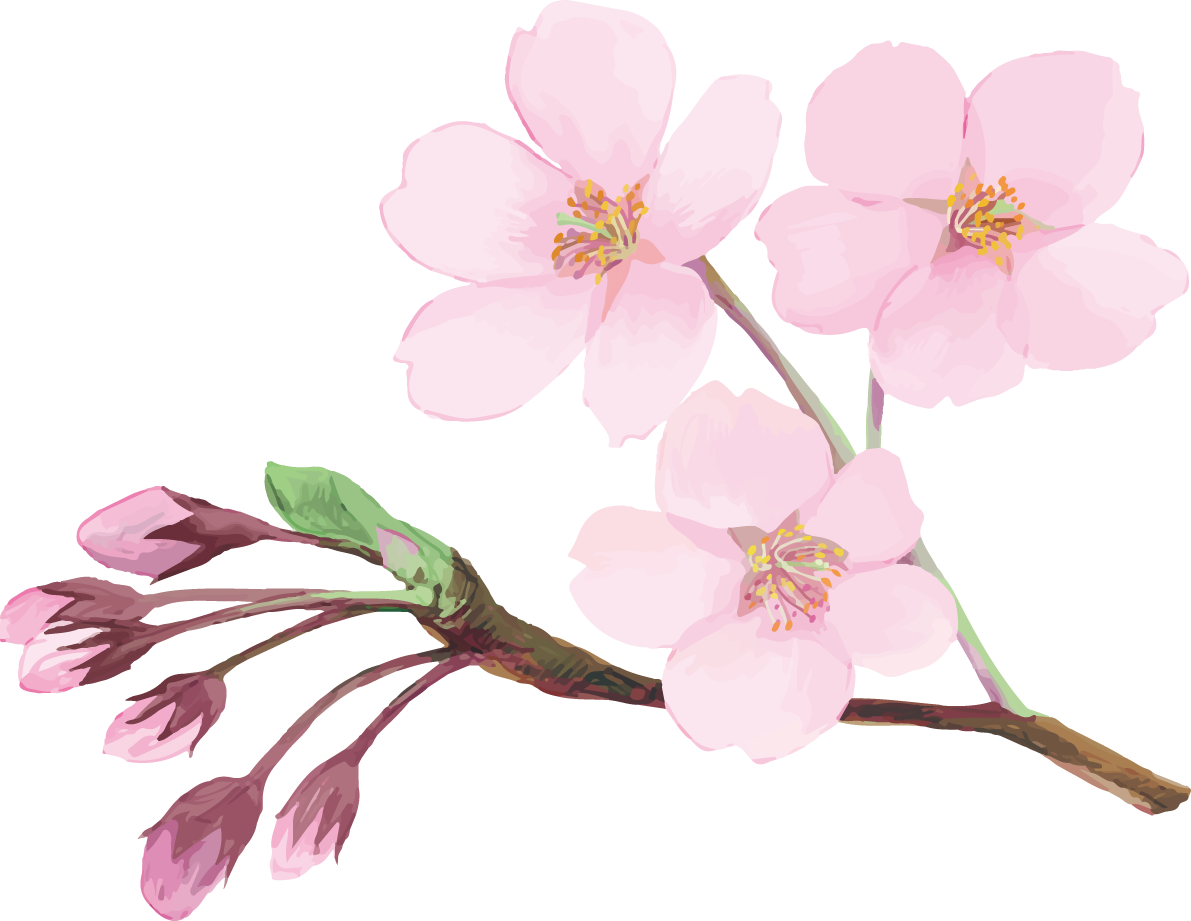 リアル綺麗な桜の枝イラスト 開花後の蕾と花飾り背景なし(透過)無料フリー83465に写真・文字を入れる