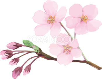 リアル綺麗な桜の枝イラスト 開花後の蕾と花飾り背景なし(透過)無料フリー83465
