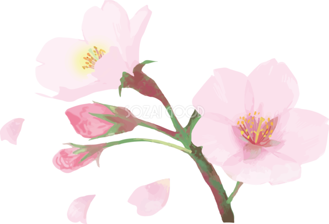 リアル綺麗な桜の枝イラスト散る花びら飾り背景なし 透過 無料フリー466 素材good