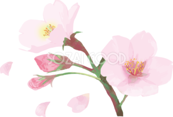 リアル綺麗な桜の枝イラスト散る花びら飾り背景なし(透過)無料フリー83466