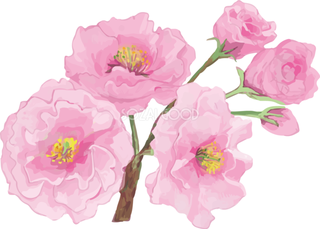 リアル綺麗な八重桜の枝イラスト 3つの花と蕾飾り背景なし 透過 無料フリー467 素材good