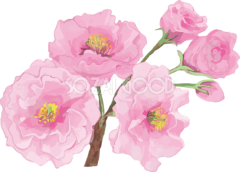 リアル綺麗な八重桜の枝イラスト 3つの花と蕾飾り背景なし(透過)無料フリー83467