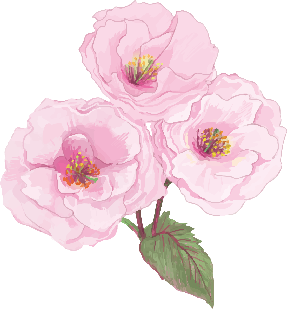 リアル綺麗な八重桜の枝イラスト 3つの花飾り背景なし(透過)無料フリー83468に写真・文字を入れる