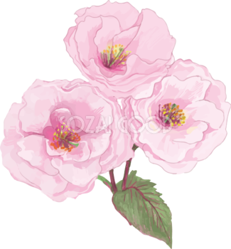 リアル綺麗な八重桜の枝イラスト 3つの花飾り背景なし(透過)無料フリー83468