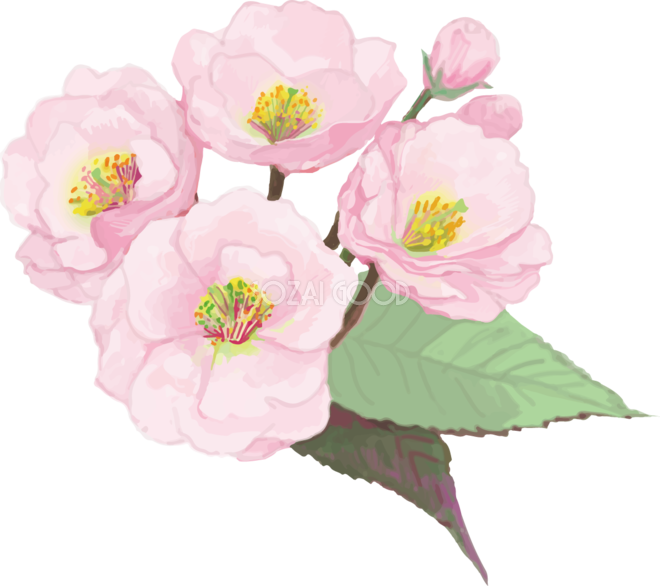 リアル綺麗な八重桜の枝イラスト 4つの花と蕾飾り背景なし 透過 無料フリー469 素材good