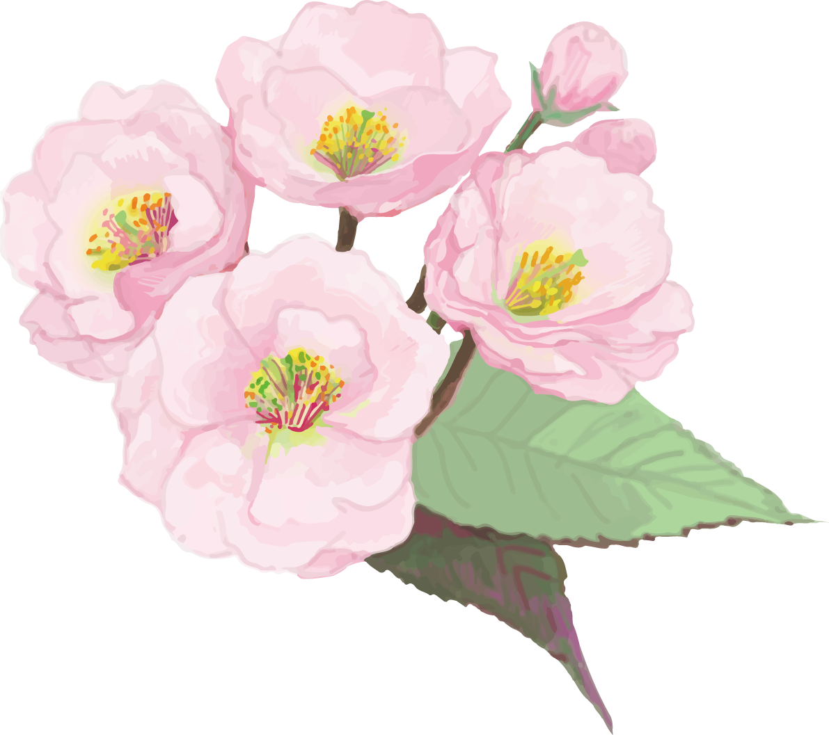 リアル綺麗な八重桜の枝イラスト 4つの花と蕾飾り背景なし(透過)無料フリー83469に写真・文字を入れる