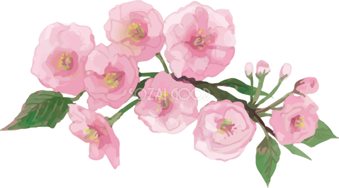 リアル綺麗な八重桜の枝イラスト 8つの花と蕾飾り背景なし 透過 無料フリー470 素材good