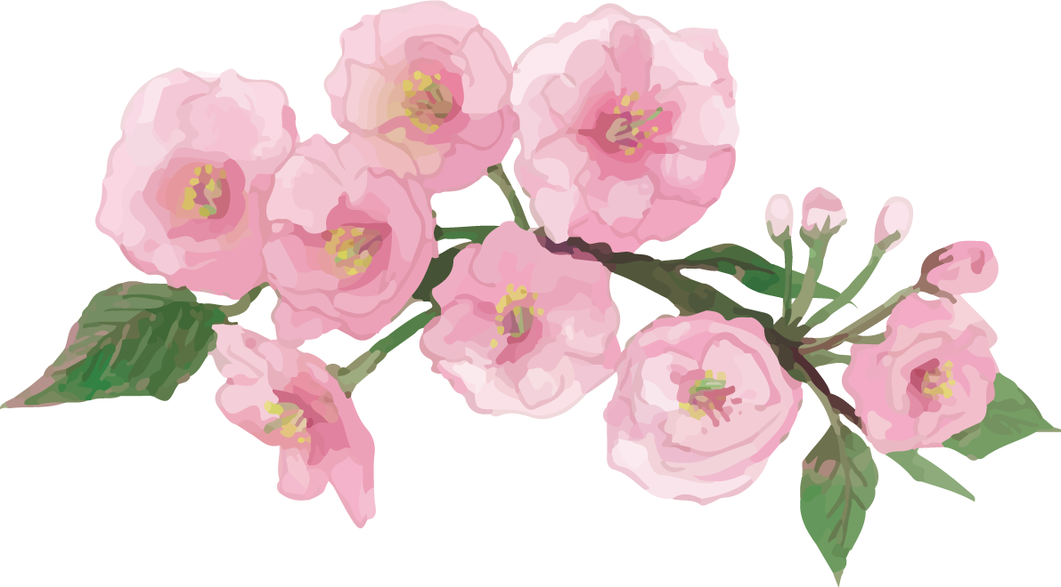 リアル綺麗な八重桜の枝イラスト 8つの花と蕾飾り背景なし(透過)無料フリー83470に写真・文字を入れる