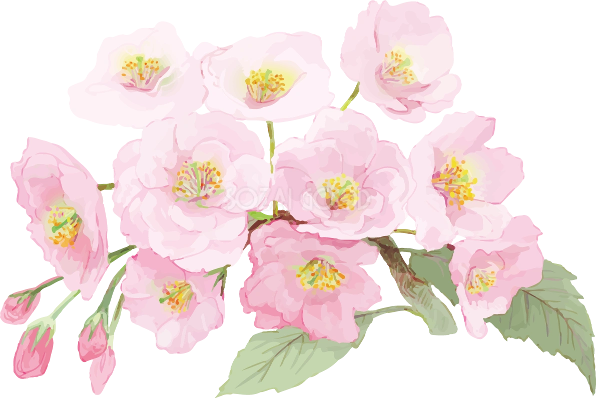 リアル綺麗な八重桜の枝イラスト 10つの花と蕾飾り背景なし(透過)無料フリー83471