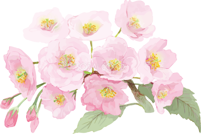 リアル綺麗な八重桜の枝イラスト 10つの花と蕾飾り背景なし 透過 無料