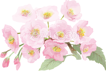 リアル綺麗な八重桜の枝イラスト 10つの花と蕾飾り背景なし(透過)無料フリー83471