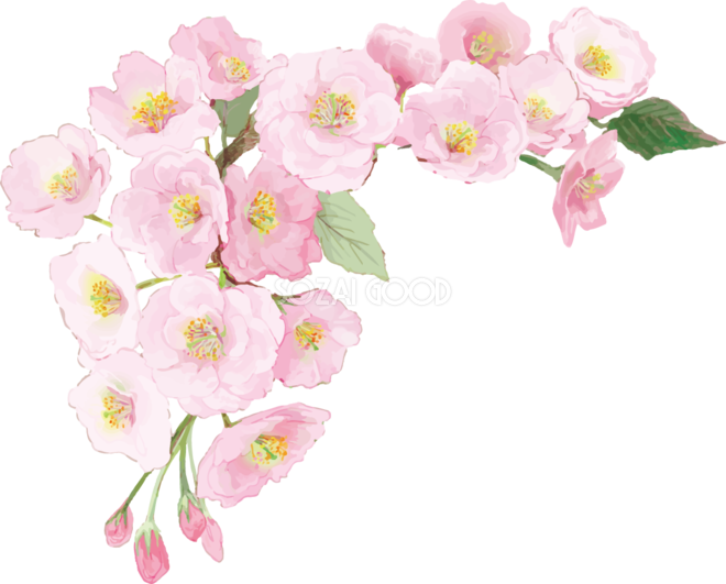リアル綺麗な八重桜の枝イラスト 左上角用飾り背景なし 透過 無料フリー472 素材good