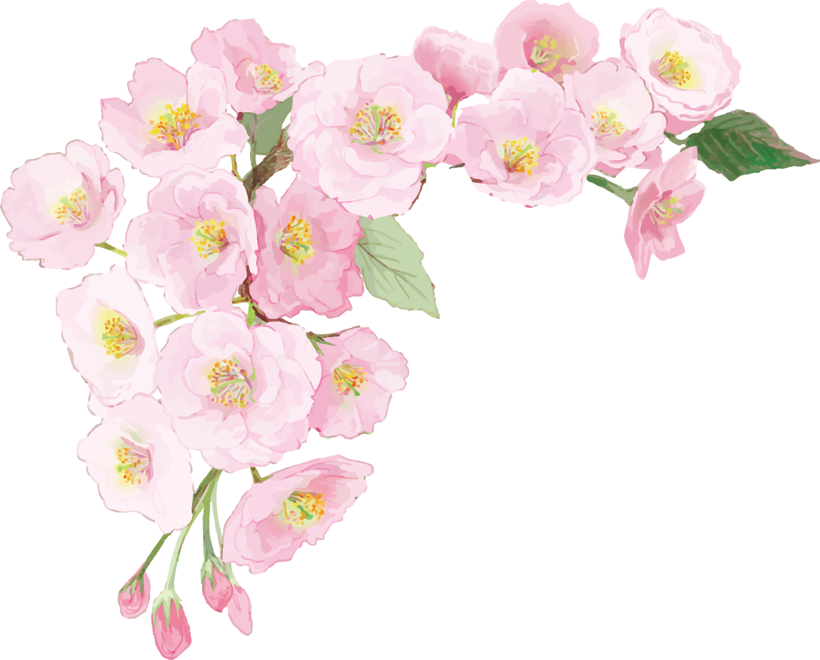 リアル綺麗な八重桜の枝イラスト 左上角用飾り背景なし(透過)無料フリー83472に写真・文字を入れる