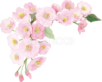 リアル綺麗な八重桜の枝イラスト 左上角用飾り背景なし(透過)無料フリー83472