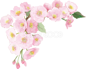 桜 花びら散るイラスト 透過 背景なし無料 フリー 素材good