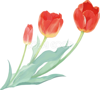 リアル綺麗チューリップイラスト(３本の赤い花が右に傾く)無料フリー83589