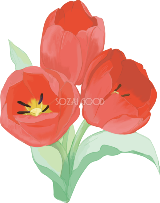 リアル綺麗チューリップイラスト 3本の赤い重なる花 無料フリー590 素材good
