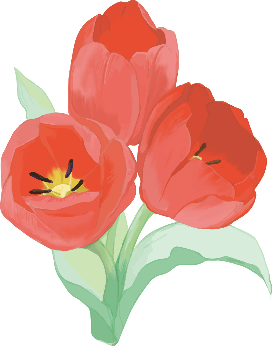リアル綺麗チューリップイラスト(3本の赤い重なる花)無料フリー83590に写真・文字を入れる
