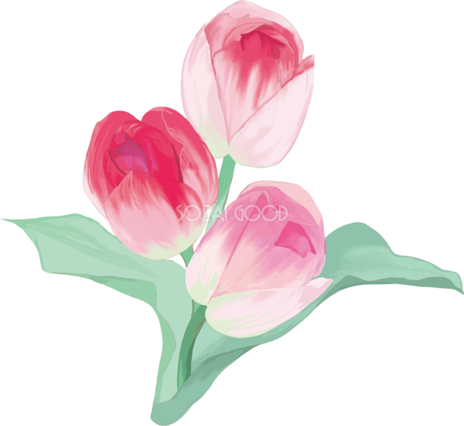 リアル綺麗チューリップイラスト ピンクの花が重なり合い咲く 無料