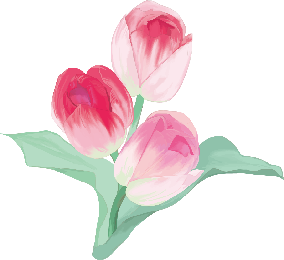 リアル綺麗チューリップイラスト(ピンクの花が重なり合い咲く)無料フリー83592に写真・文字を入れる