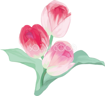 リアル綺麗チューリップイラスト(ピンクの花が重なり合い咲く)無料フリー83592