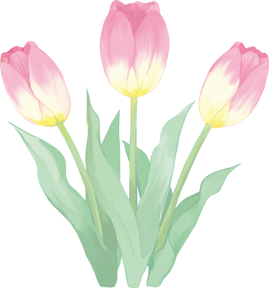 リアル綺麗チューリップイラスト(ピンクの花が扇状に並ぶ)無料フリー83593に写真・文字を入れる