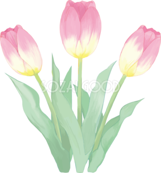 リアル綺麗チューリップイラスト(ピンクの花が扇状に並ぶ)無料フリー83593