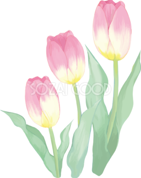 リアル綺麗チューリップイラスト(ピンクの花が背の順に３輪並ぶ)無料フリー83594